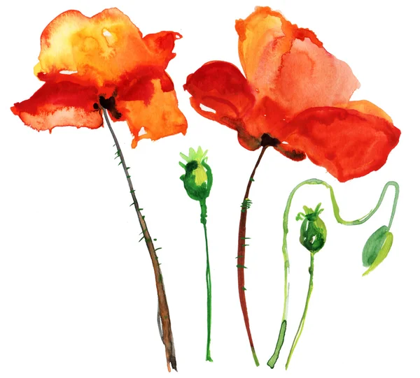 Poppy Flowers Watercolor Illustration — Stock Photo, Image