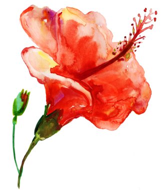 Kırmızı ebegümeci.