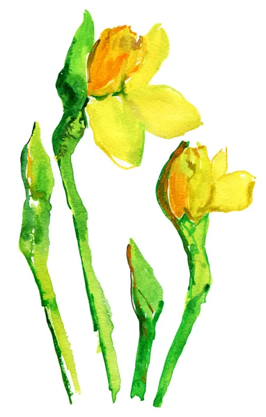 Narcissus bloemen. — Stockfoto