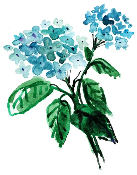 Hortensia blauwe bloemen — Stockfoto