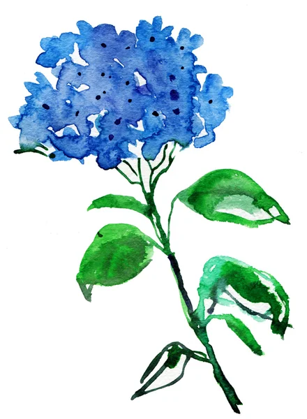 Hydrangea niebieskie kwiaty — Zdjęcie stockowe