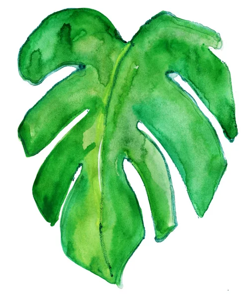 Tropikalny liść monstera — Zdjęcie stockowe