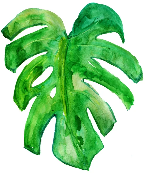 monstera tropikal yaprak