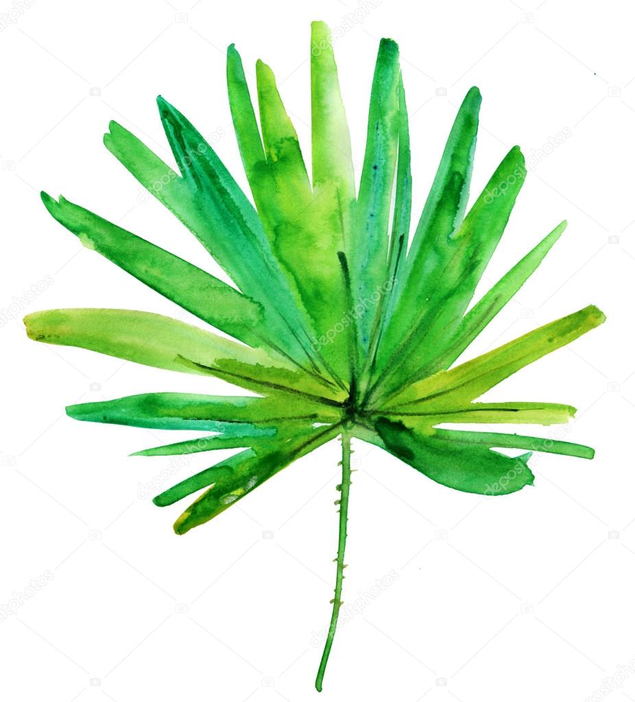 Green palm leaf