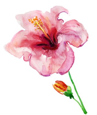 Hibiscus Flower. clipart