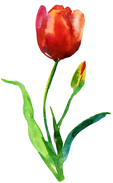 Original Tulip flowers — Stock Photo, Image