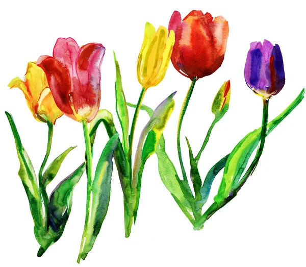 Oryginalny kwiatów tulipanów — Zdjęcie stockowe