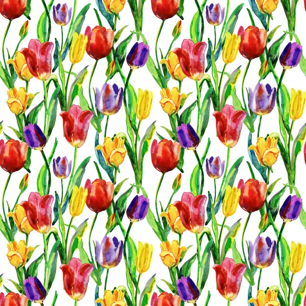 Fiori tulipani originali — Foto Stock