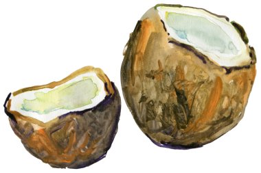 olgunlaşmış hindistancevizi.