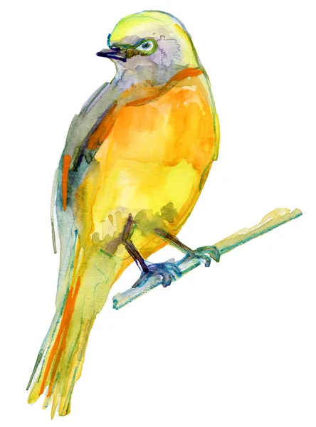 Ακουαρέλα σχέδιο του πουλί. — Φωτογραφία Αρχείου