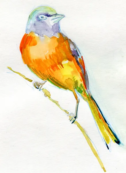 Aquarelle peinture d'oiseau — Photo