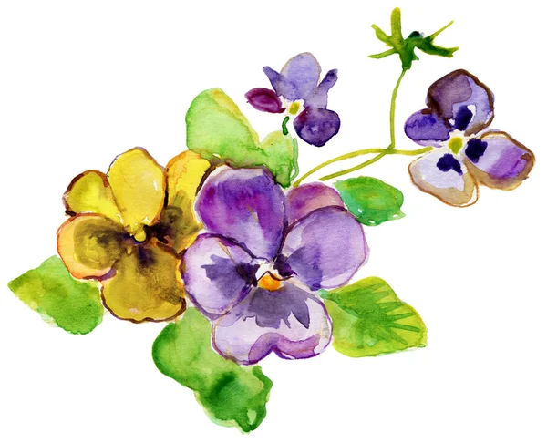 Яркие фиолетовые и желтые цветы — стоковое фото