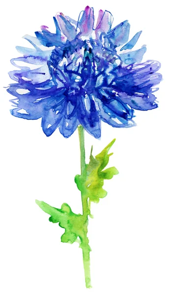 Blue flower — Stock Photo, Image