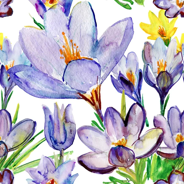 Crocus flowers — Stock Photo, Image