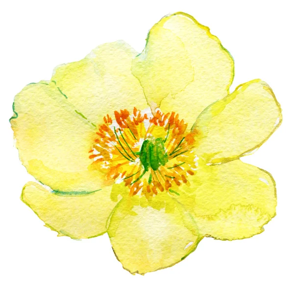 Yellow flower — Stock Photo, Image