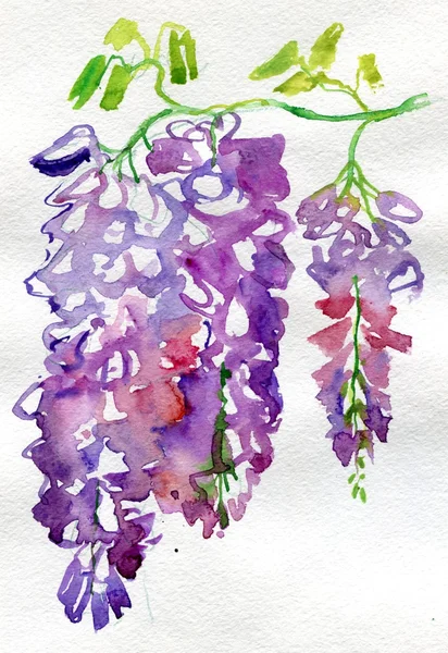 Violet wisteria — Stock Photo, Image