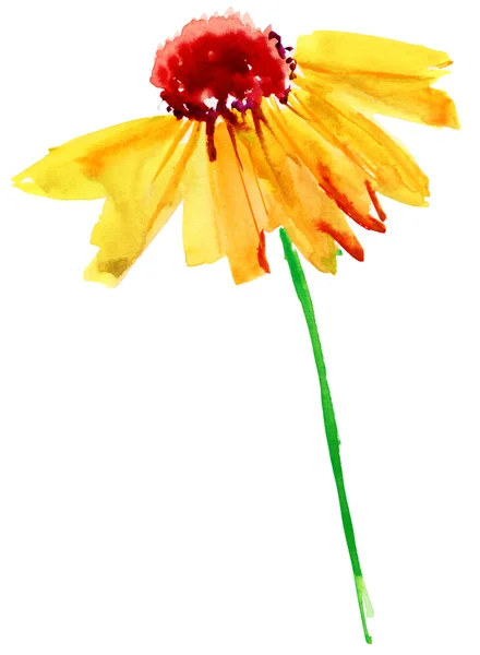 Summer flower — Stock Photo, Image