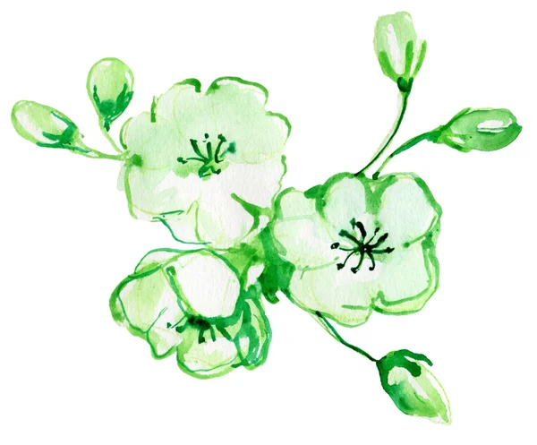 Grüne Rosen. — Stockfoto