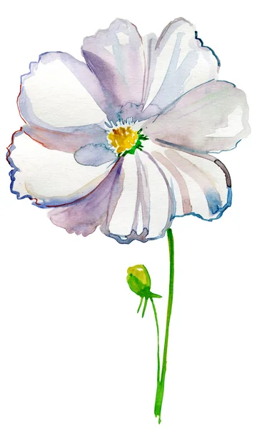 Fleur Blanche Isolée Sur Fond Blanc — Photo