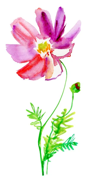 Watercolor Cosmos Flowers Background Isolated — Stock Photo, Image