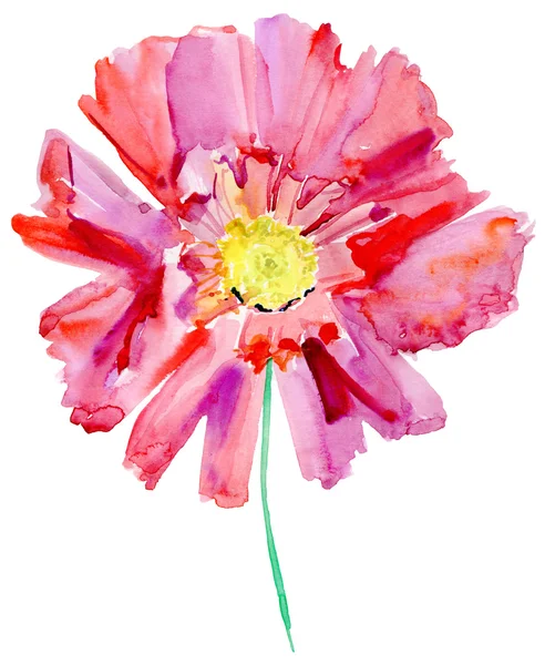 Belle Fleur Rose Aquarelle Peinture — Photo