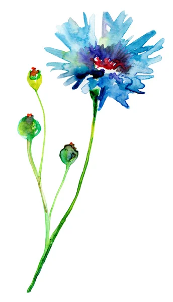 Cornflowers — Stock Photo, Image