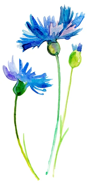 Blue Colored Cornflowers — Stock Photo, Image