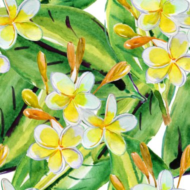 Plumeria tropik çiçekler.