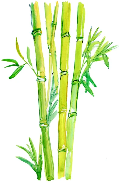 Bambu gren. — Stockfoto