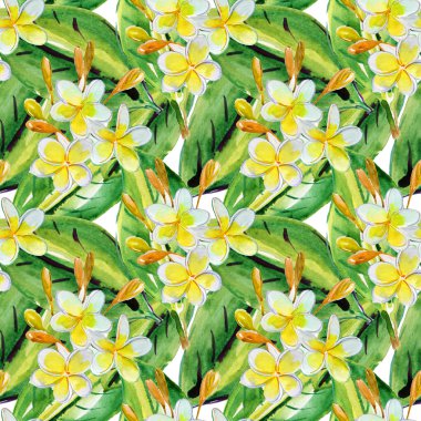 Plumeria tropik çiçekler.