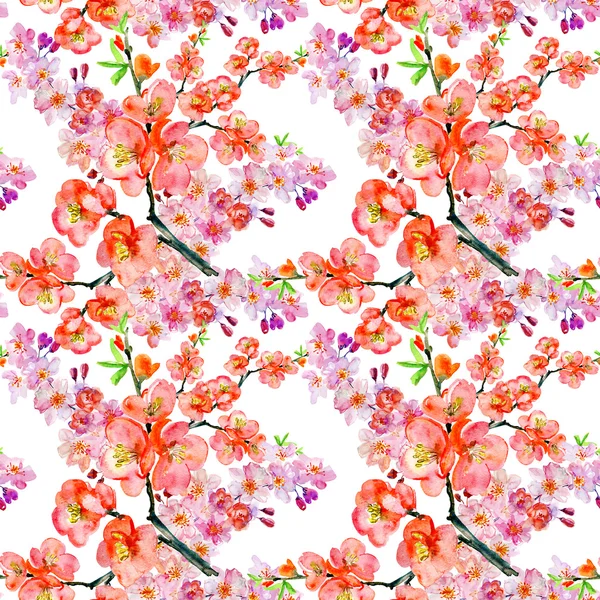 Весенние цветы вишни — стоковое фото