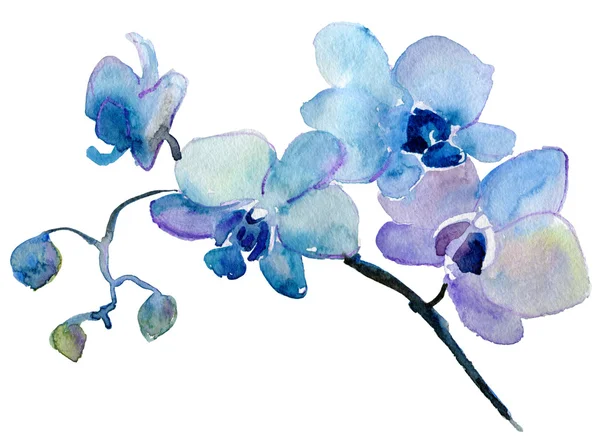 Pintura orquídea aquarela — Fotografia de Stock