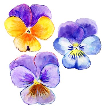 Hercai Menekşe beyaz zemin üzerine