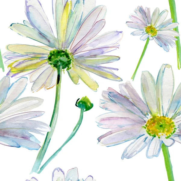 Watercolor camomile flowers — Stock Photo, Image