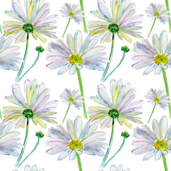 Watercolor camomile flowers — Stock Photo, Image