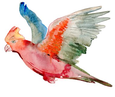 suluboya papağan.