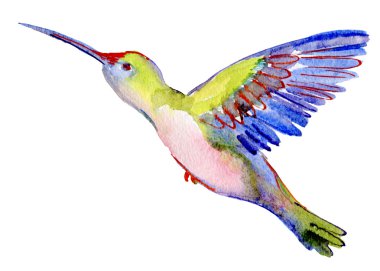 İzole suluboya colibri arka plan
