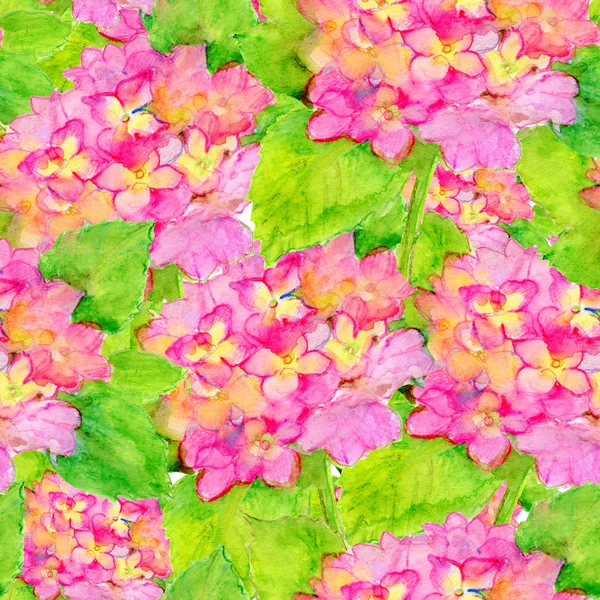 Seamless pattern with Beautiful Hydrangea pink flowers — Stock Photo, Image