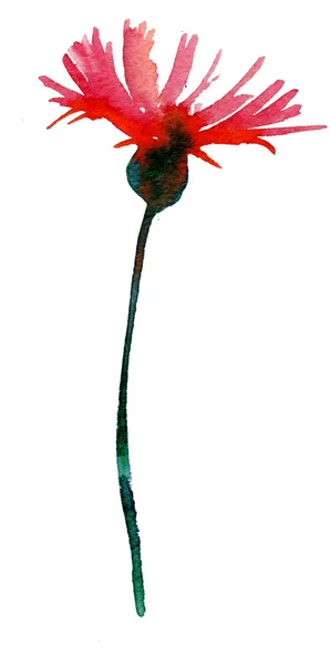 Watercolor Cornflower — Stock Photo, Image