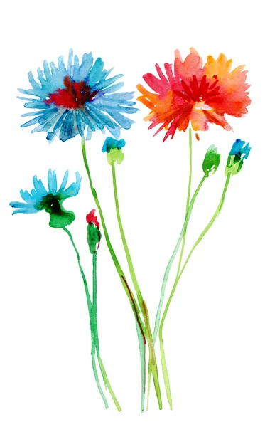 Watercolor Cornflower — Stock Photo, Image