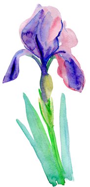 Hercai Menekşe beyaz zemin üzerine