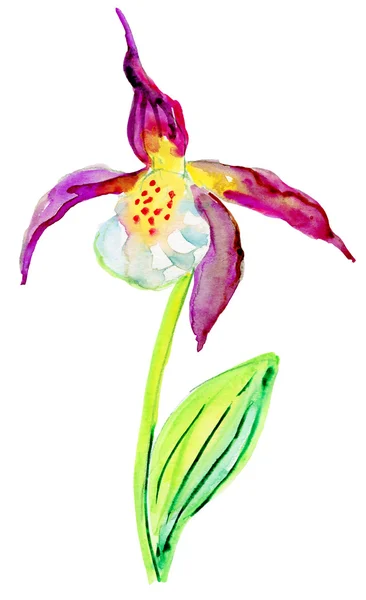 Κυρία orchid παντοφλών — Φωτογραφία Αρχείου