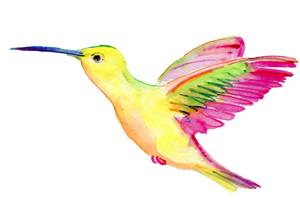 Akvarel colibri — Stock fotografie
