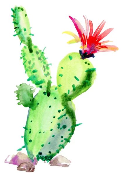 Aquarell-Kaktus — Stockfoto