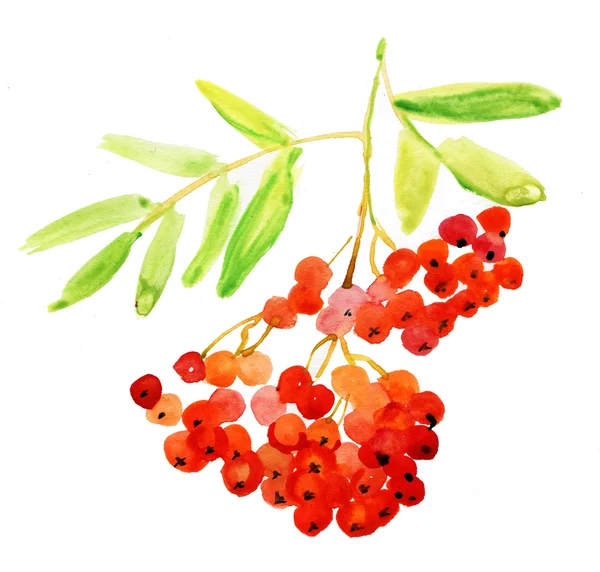 Rowan berries with leaves — Stock Photo, Image