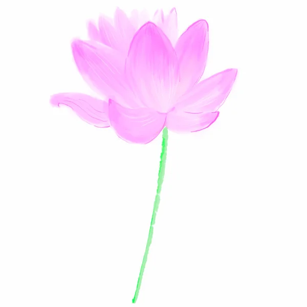 Fiore Loto Rosa Isolato Sfondo Bianco — Foto Stock
