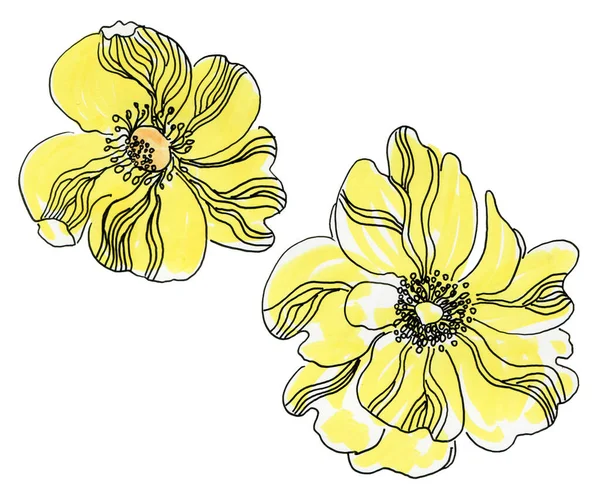 Kwiaty Ręcznie Rysowany Szkic Ilustracja Akwarela — Zdjęcie stockowe