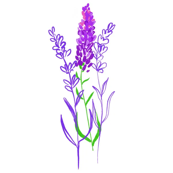 Bloemen Handgetekende Schets Aquarelillustratie — Stockfoto