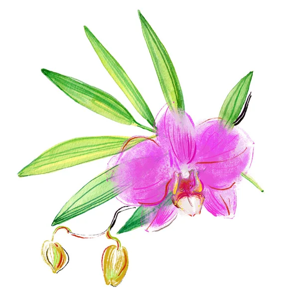 Ένα Λουλούδι Orcid Ζωγραφισμένο Στο Χέρι Σκίτσο Υδατογραφία Εικονογράφηση — Φωτογραφία Αρχείου