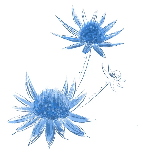 Květiny Ručně Kreslený Náčrt Ilustrace Akvarelu — Stock fotografie